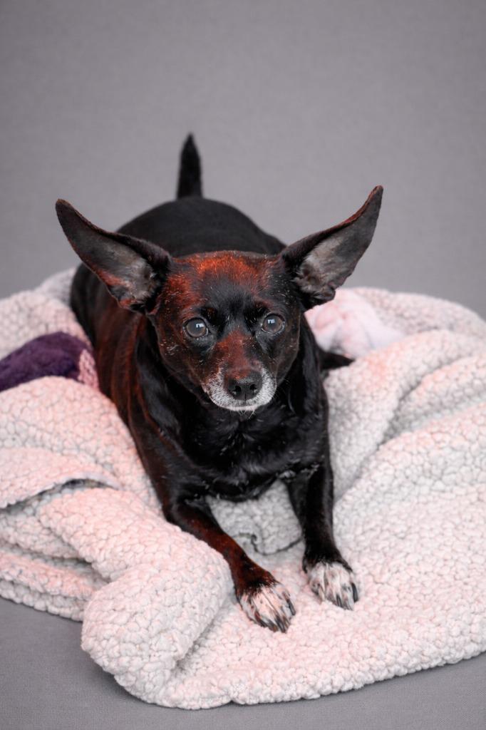 Enlarge Tootsie, a Adopted Chihuahua in Hardeeville, SC image 1/1