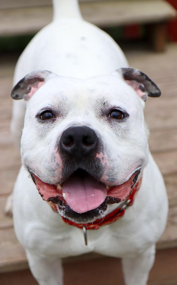 Enlarge McGee (AO35008), a Adoptable mixed breed in Kansas City, KS image 6/6