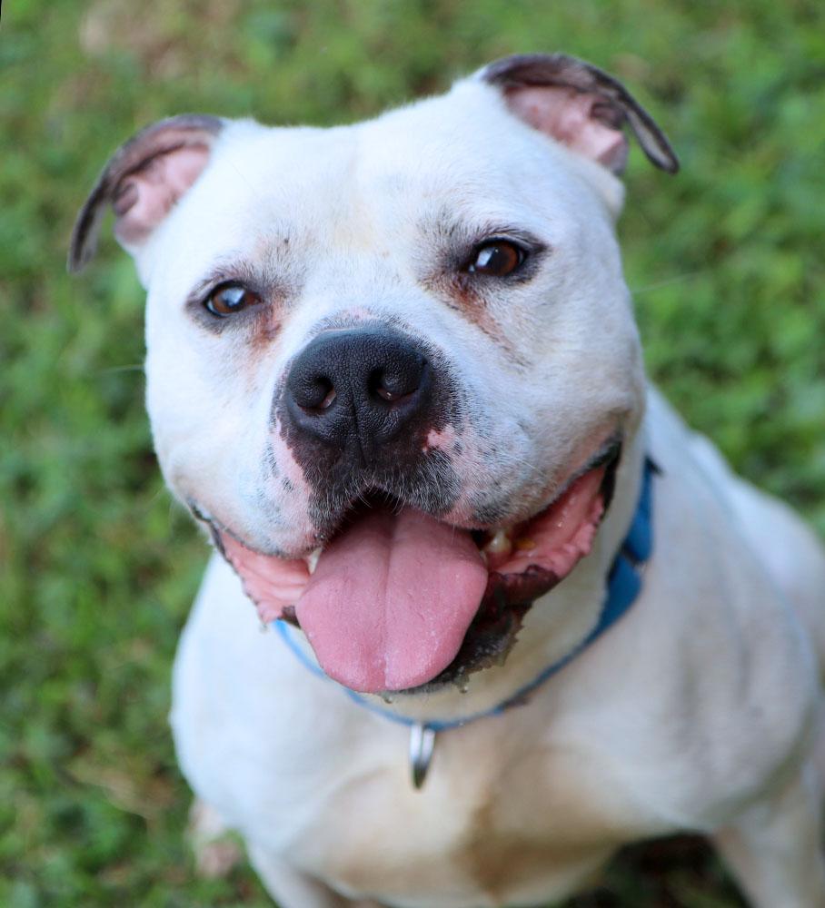 McGee (AO35008), a Adoptable mixed breed image 2/6