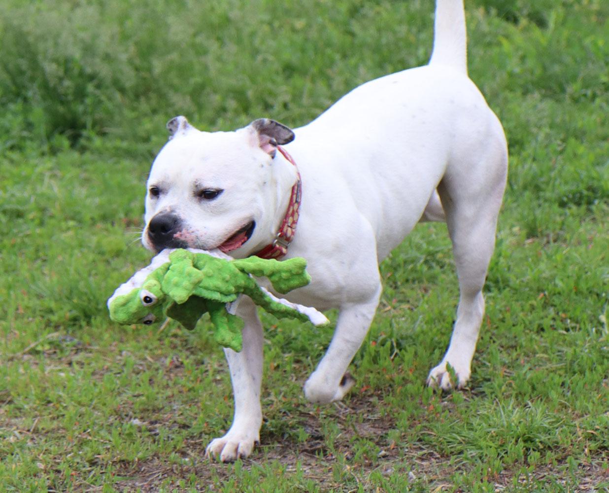 Enlarge McGee (AO35008), a Adoptable mixed breed in Kansas City, KS image 4/6