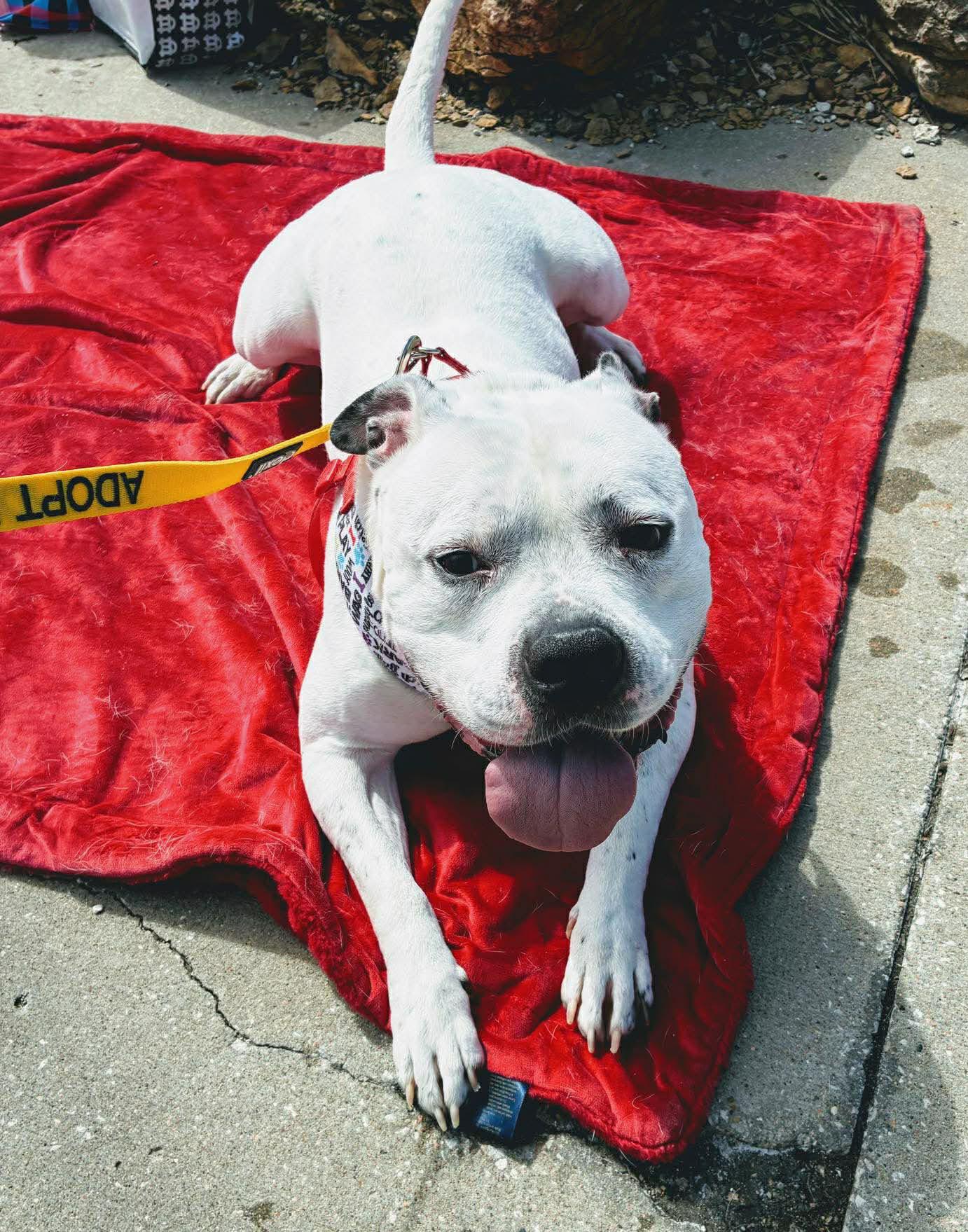 Enlarge McGee (AO35008), a Adoptable mixed breed in Kansas City, KS image 5/6