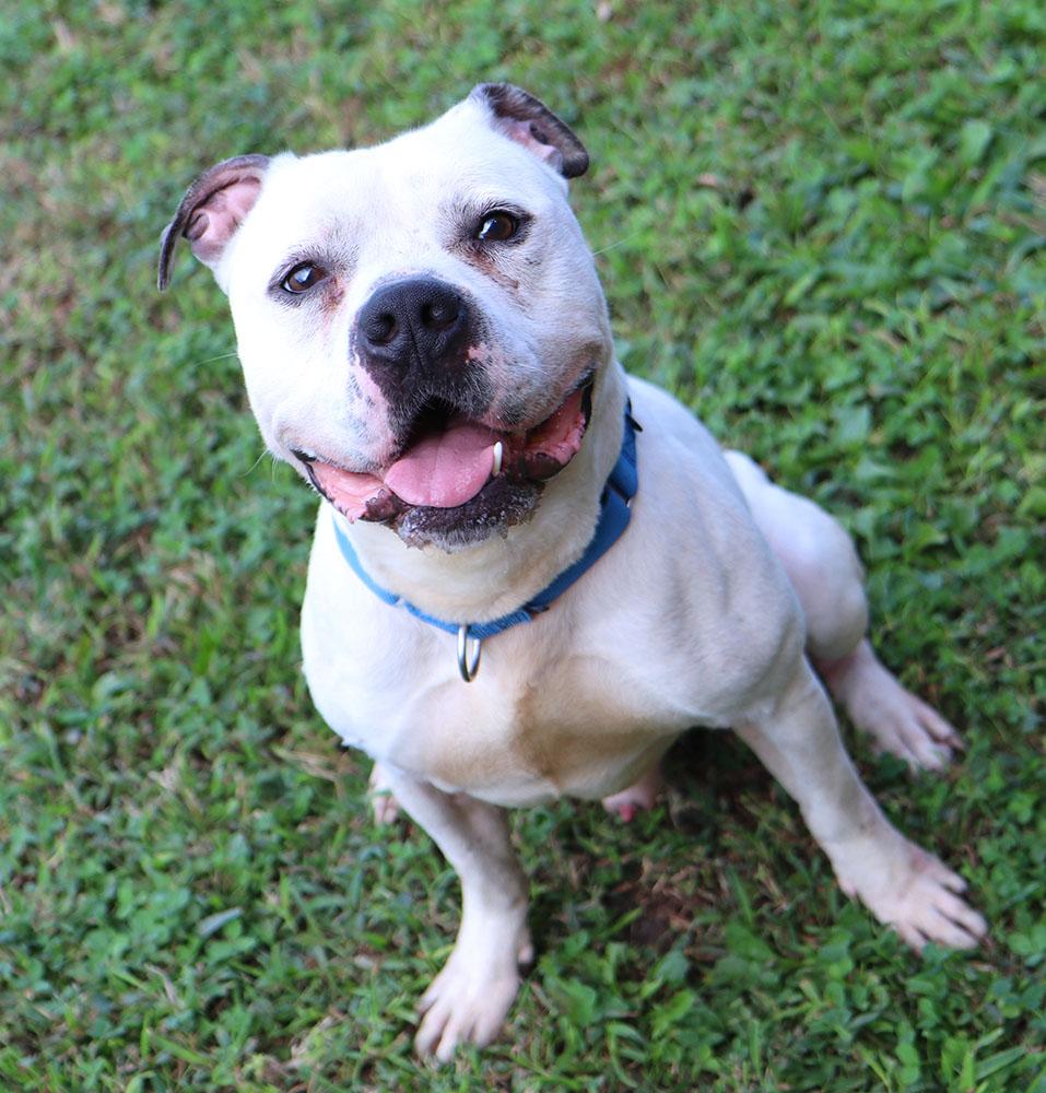 McGee (AO35008), a Adoptable mixed breed image 3/6