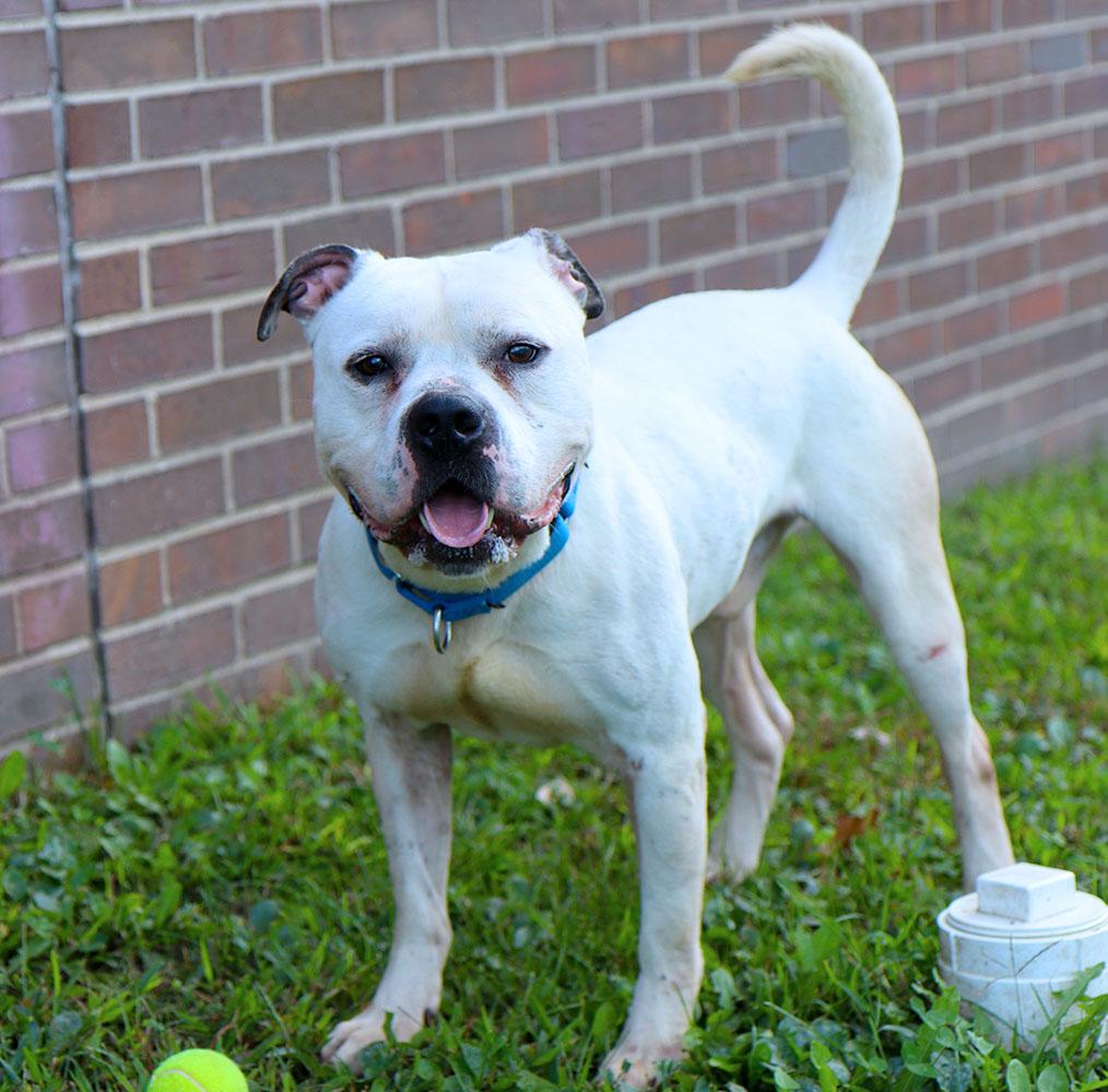 McGee (AO35008), a Adoptable mixed breed image 4/6