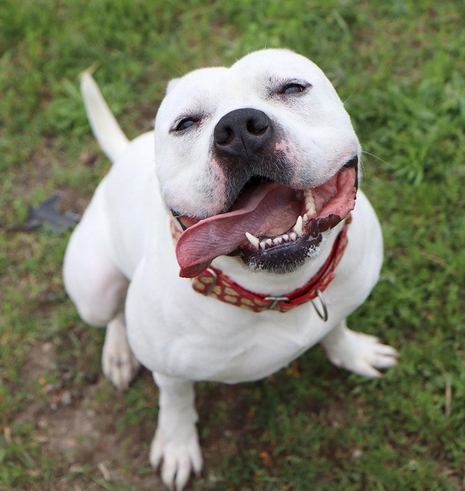 McGee (AO35008), Adoptable, Adult Male Pit Bull Terrier & Mixed Breed.