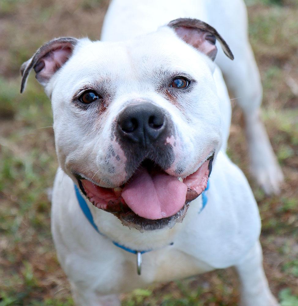 McGee (AO35008), a Adoptable mixed breed image 1/6