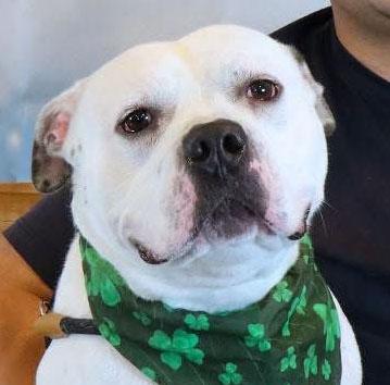 McGee (AO35008), Adoptable, Adult Male Pit Bull Terrier & Mixed Breed.