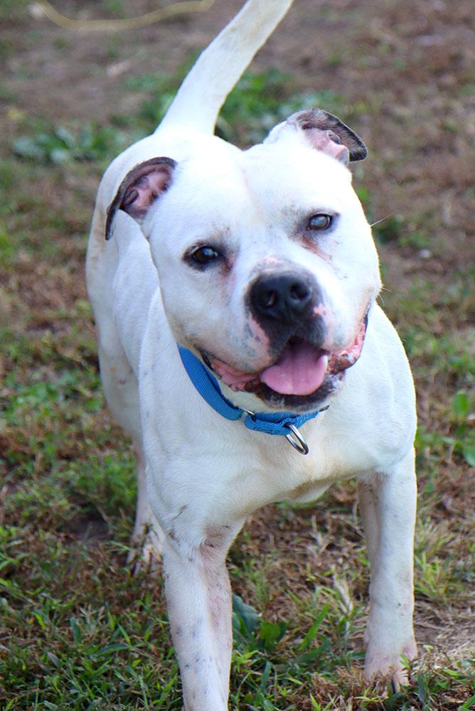 McGee (AO35008), a Adoptable mixed breed image 6/6