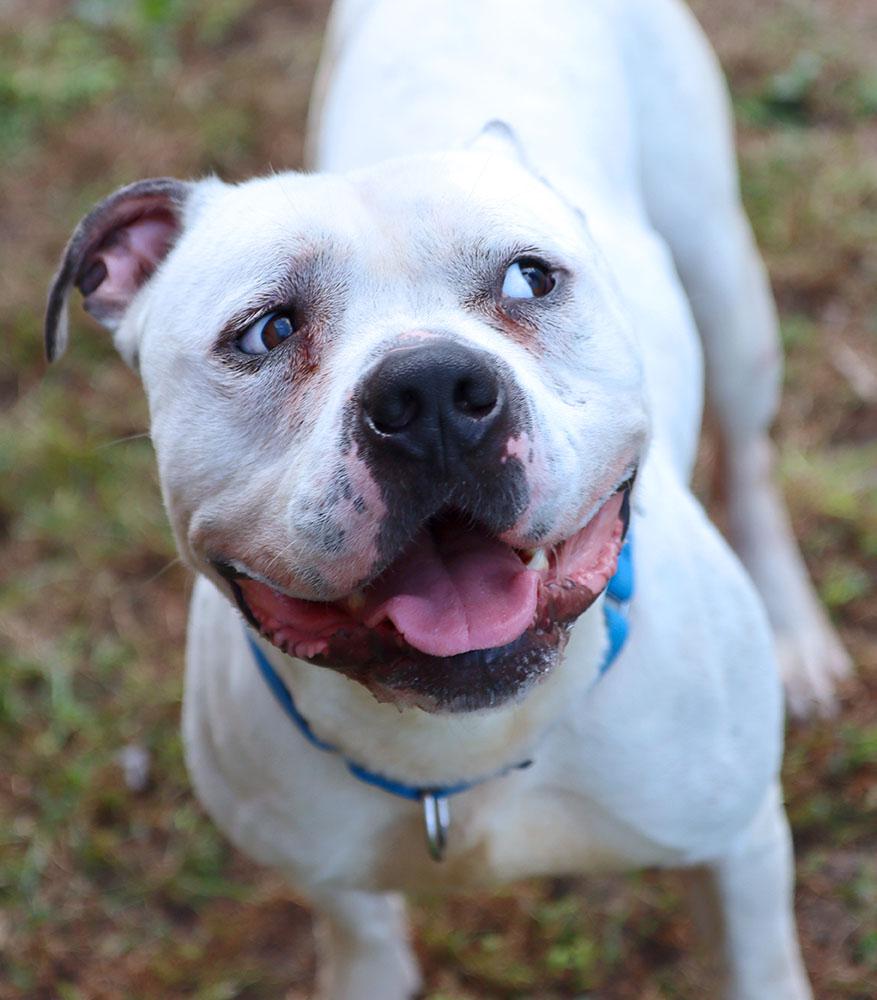 McGee (AO35008), a Adoptable mixed breed image 5/6