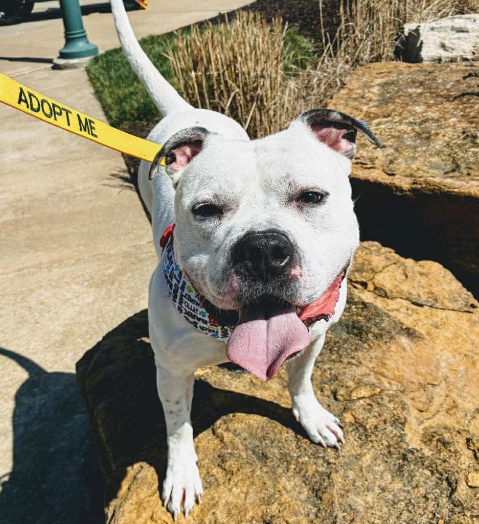 Enlarge McGee (AO35008), a Adoptable mixed breed in Kansas City, KS image 2/6