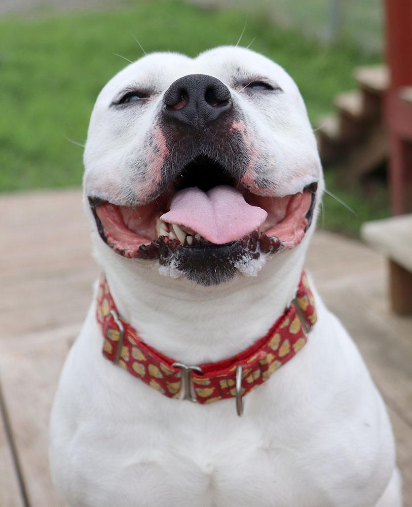 Enlarge McGee (AO35008), a Adoptable mixed breed in Kansas City, KS image 5/6