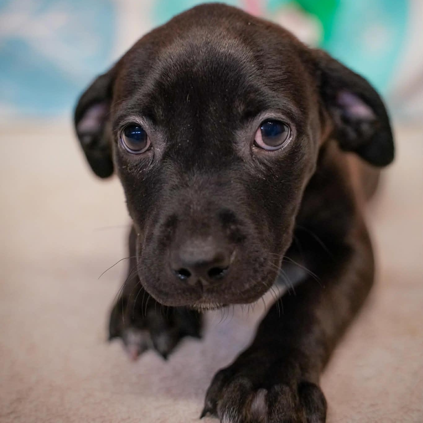 Enlarge Cotter- From the Fastener 11, a Adoptable mixed breed in Kentwood, MI image 2/6