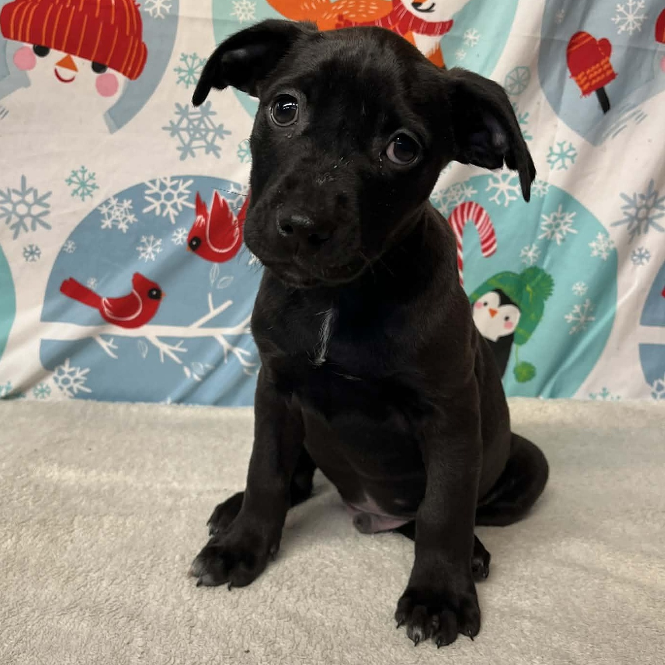 Enlarge Cotter- From the Fastener 11, a Adoptable mixed breed in Kentwood, MI image 1/6