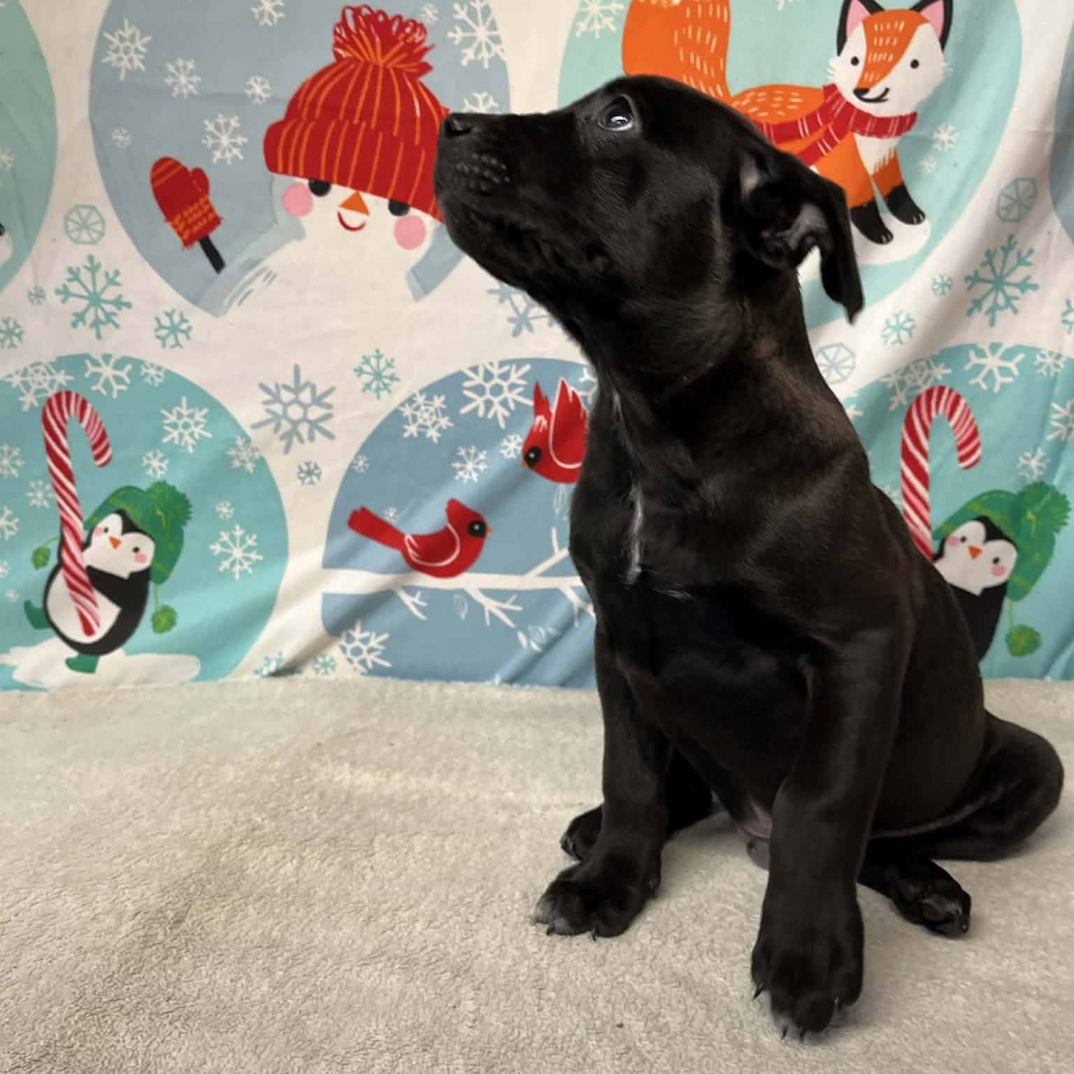 Enlarge Cotter- From the Fastener 11, a Adoptable mixed breed in Kentwood, MI image 6/6