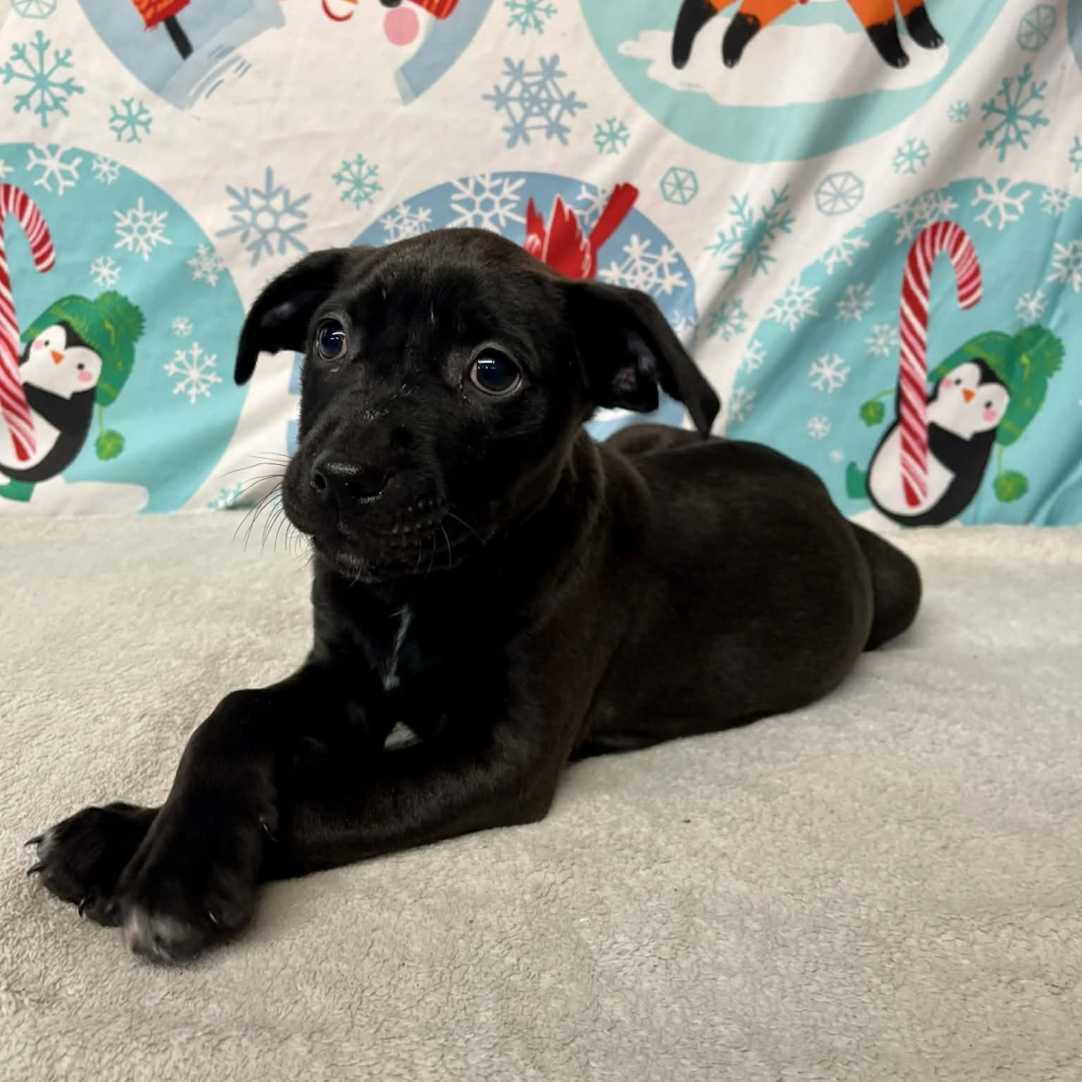 Enlarge Cotter- From the Fastener 11, a Adoptable mixed breed in Kentwood, MI image 3/6