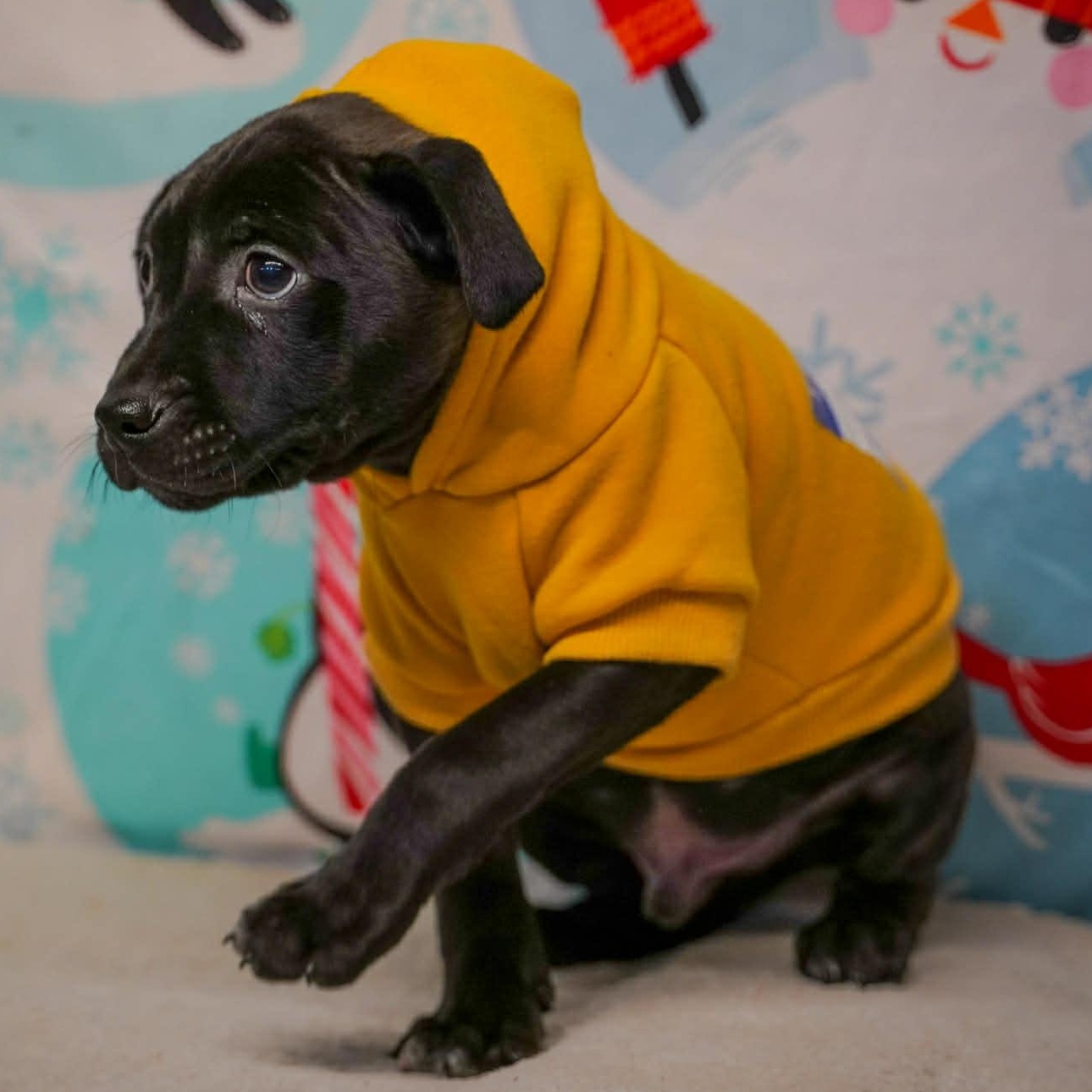 Enlarge Cotter- From the Fastener 11, a Adoptable mixed breed in Kentwood, MI image 5/6