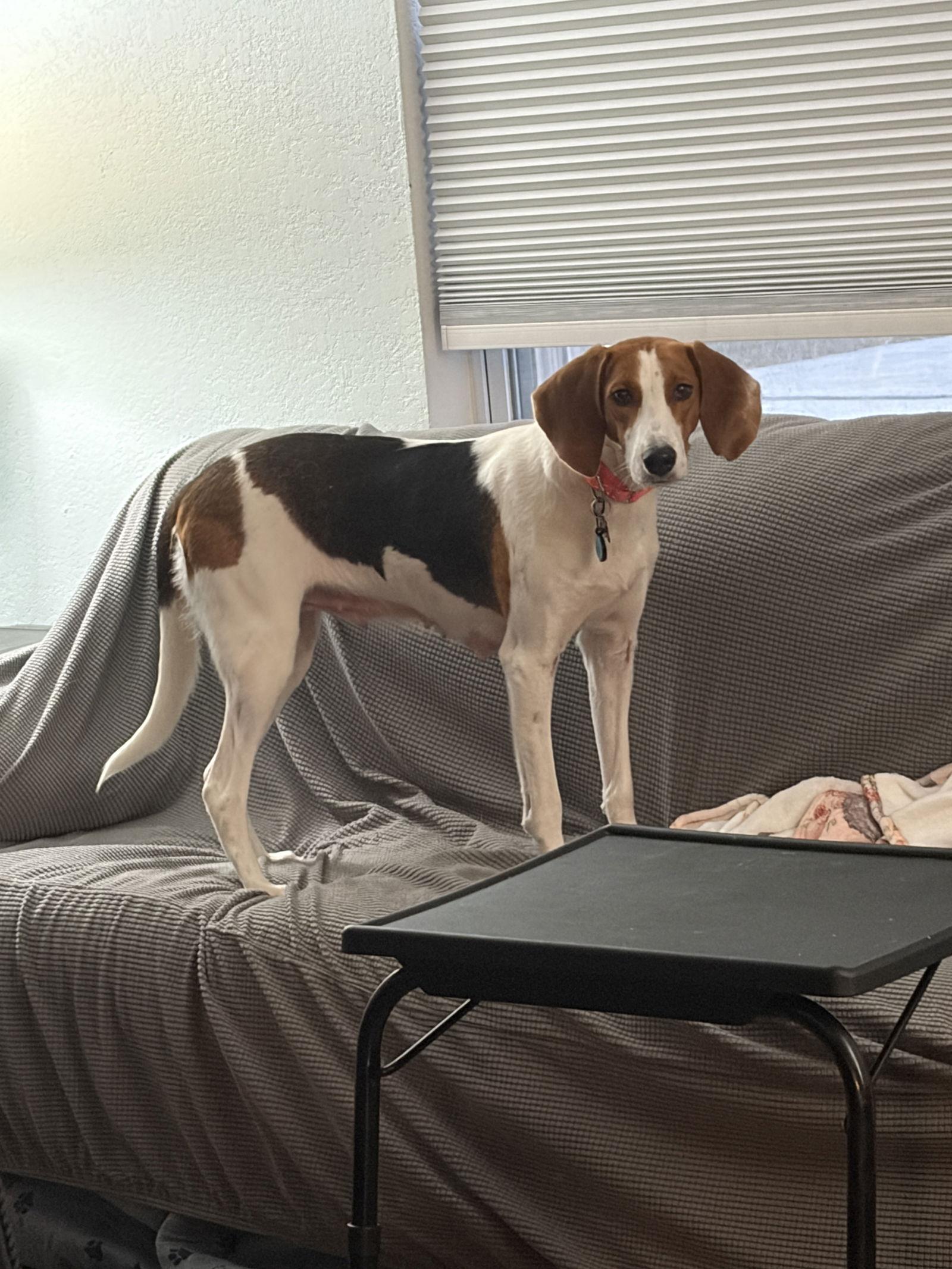 Lola Rose, Adoptable, Adult Female Foxhound.
