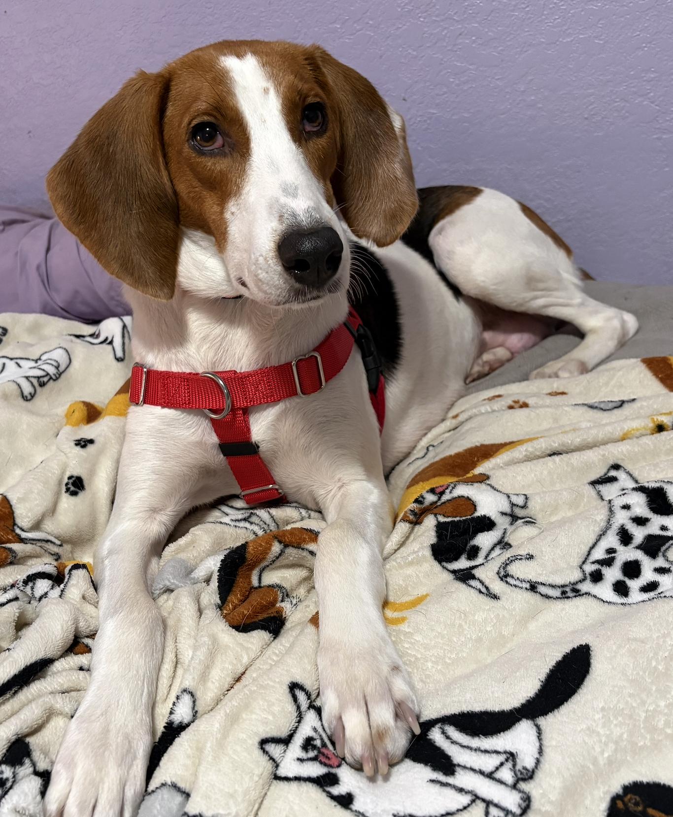 Enlarge Lola Rose, a Adoptable Foxhound in Tampa, FL image 2/3