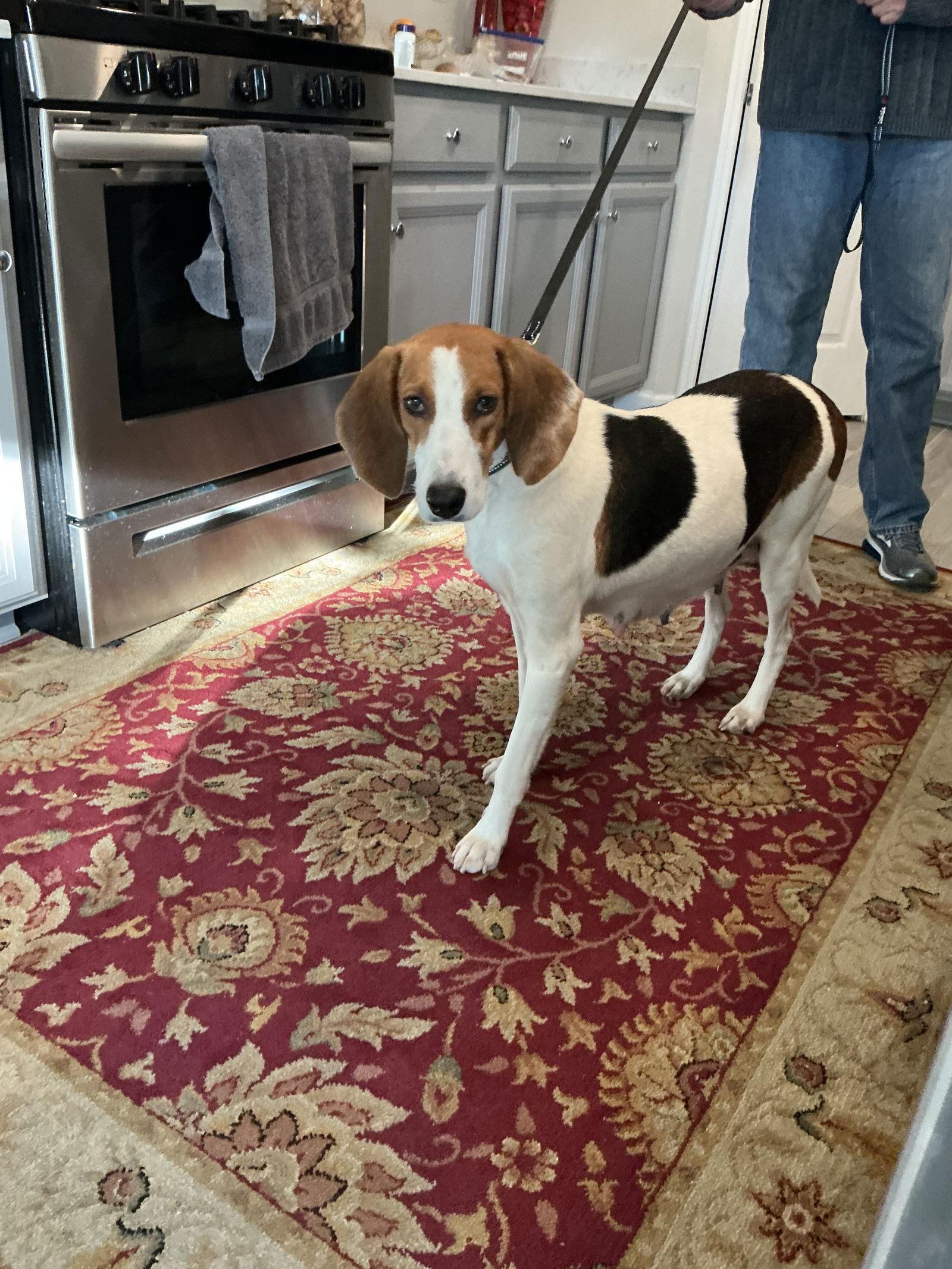 Enlarge Lola Rose, a Adoptable Foxhound in Tampa, FL image 3/3