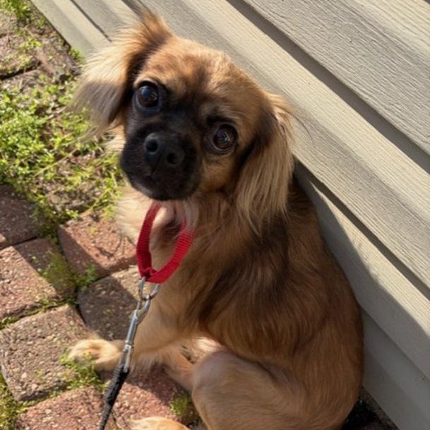 Brownie, a ADOPTABLE Cavalier King Charles Spaniel in Toledo, OH image 2/2