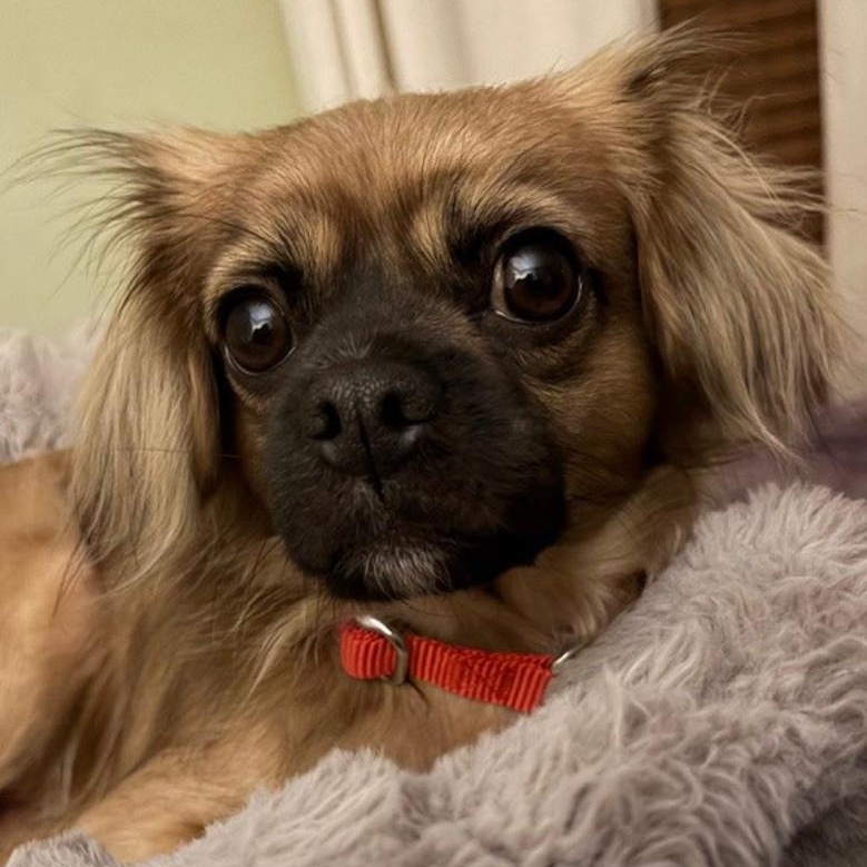 Brownie, a ADOPTABLE Cavalier King Charles Spaniel in Toledo, OH image 1/2