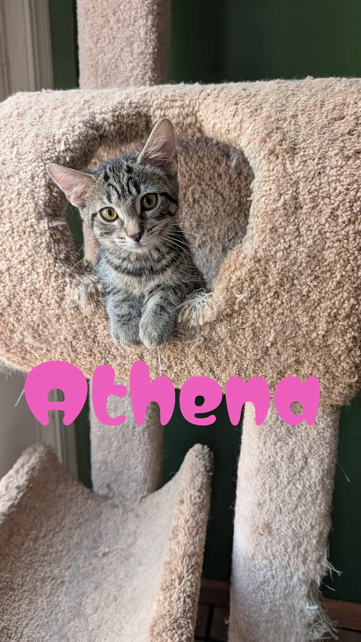Athena, ADOPTABLE, Kitten Female Domestic Short Hair.