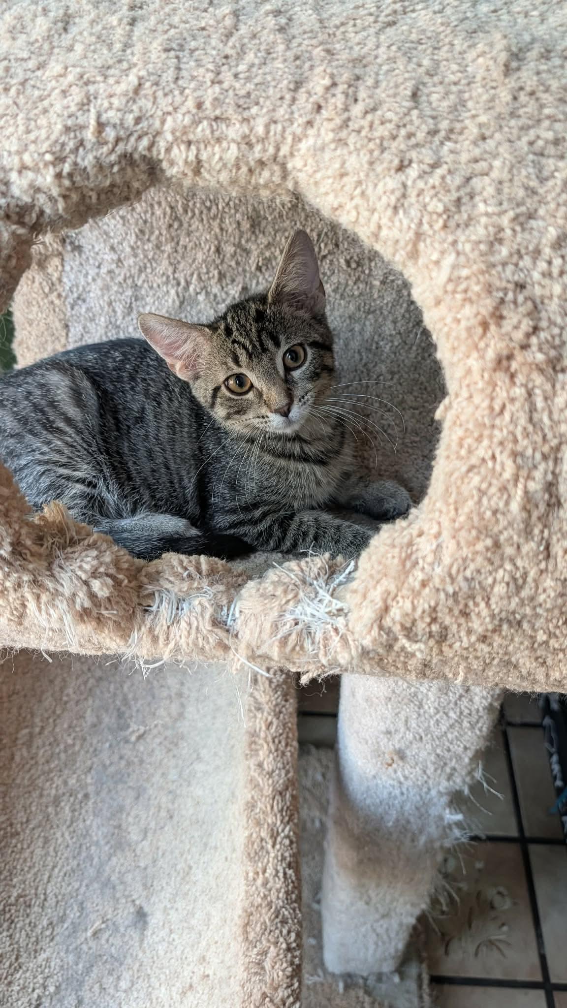 Athena, a ADOPTABLE Domestic Short Hair in East Lansing, MI image 2/3