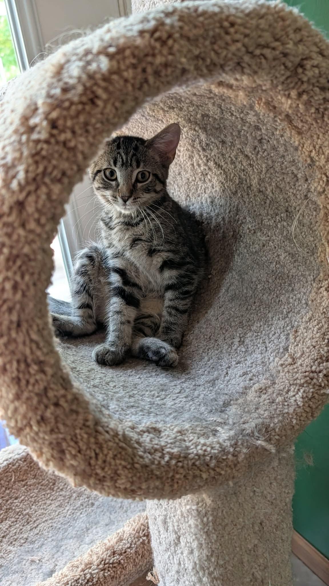 Athena, a ADOPTABLE Domestic Short Hair in East Lansing, MI image 3/3