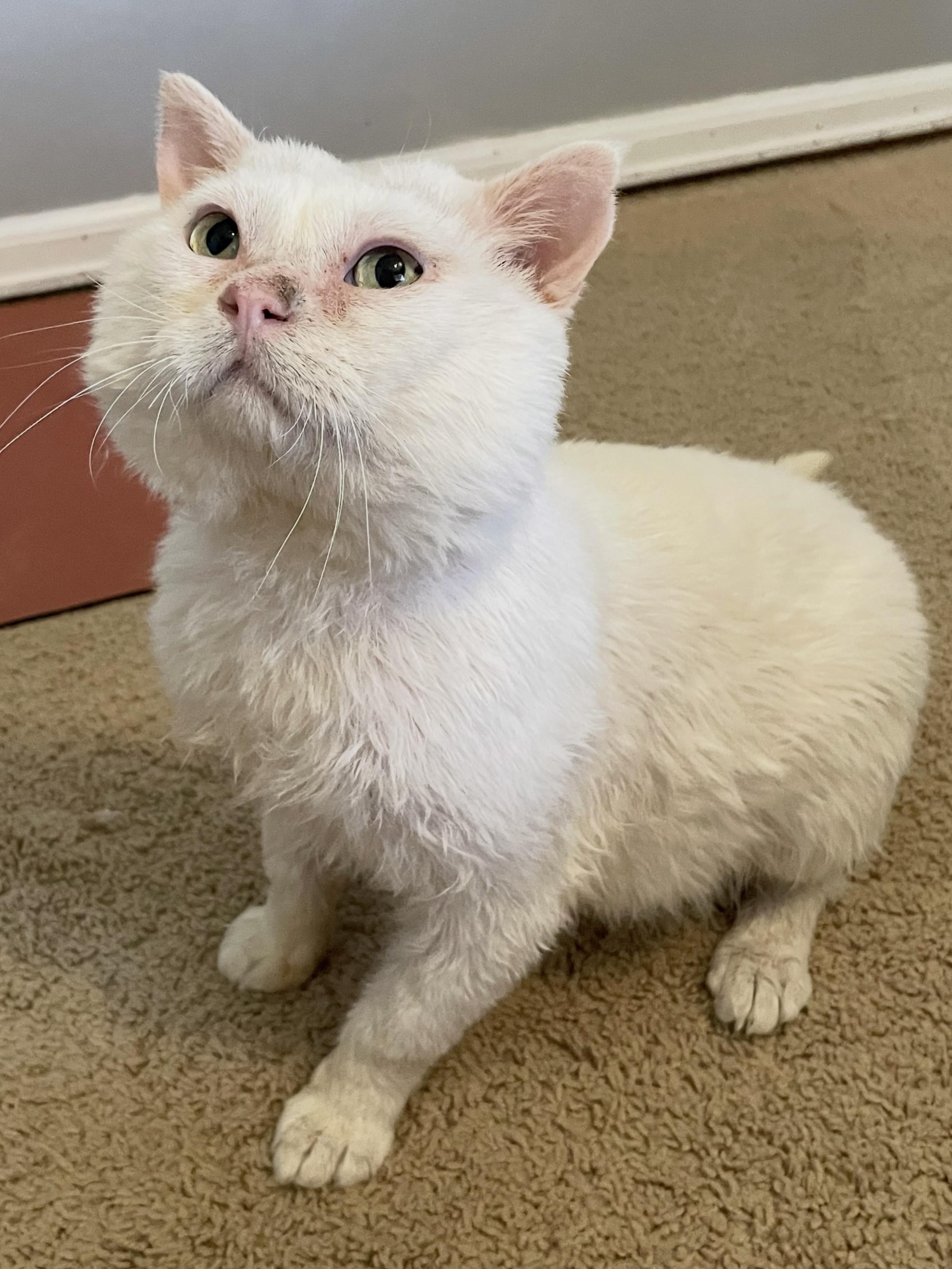 Barnaby, Adoptable, Adult Male Domestic Short Hair.
