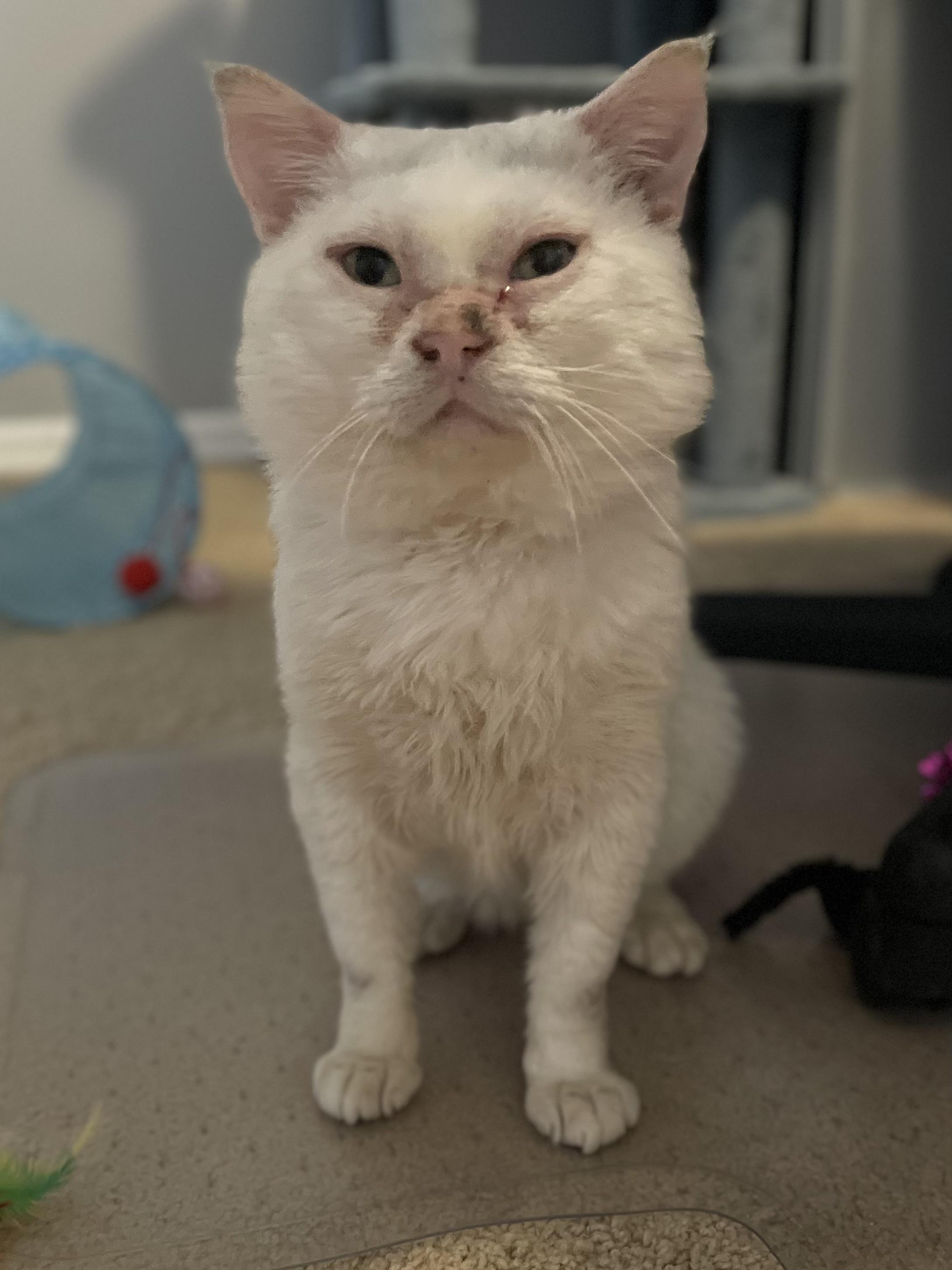Enlarge Barnaby, a Adoptable Domestic Short Hair in Denver, CO image 4/5