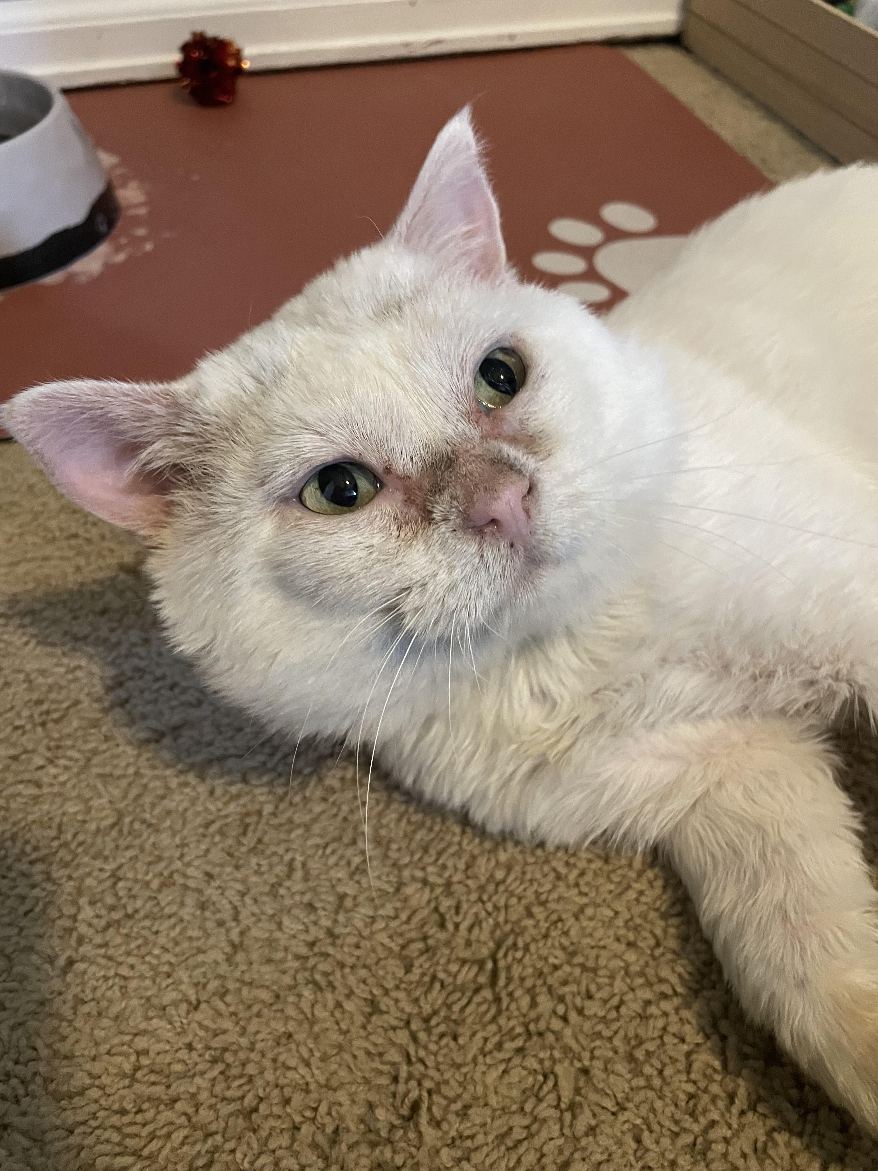 Enlarge Barnaby, a Adoptable Domestic Short Hair in Denver, CO image 2/5