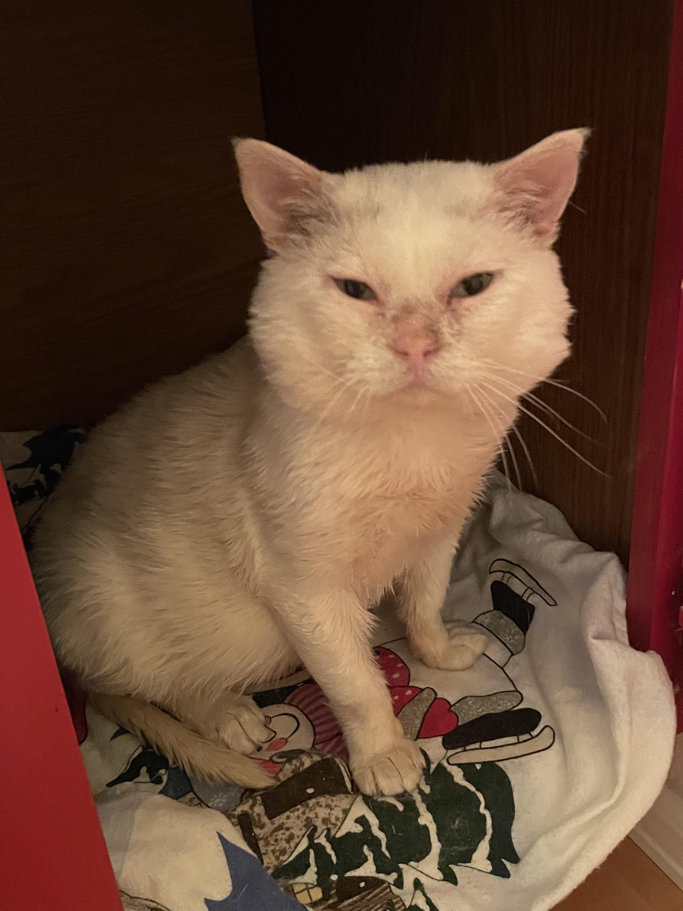 Enlarge Barnaby, a Adoptable Domestic Short Hair in Denver, CO image 3/5