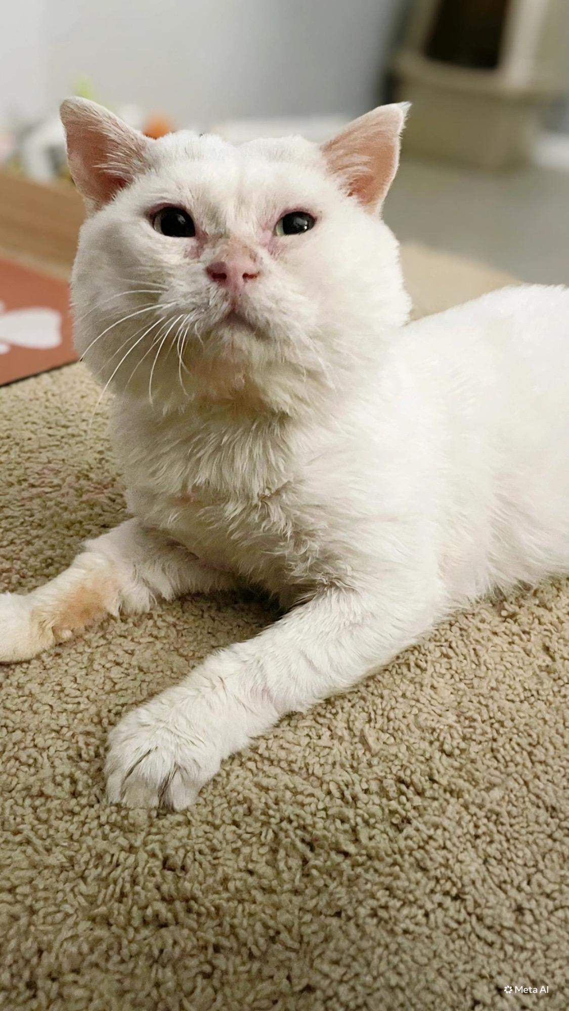 Enlarge Barnaby, a Adoptable Domestic Short Hair in Denver, CO image 5/5