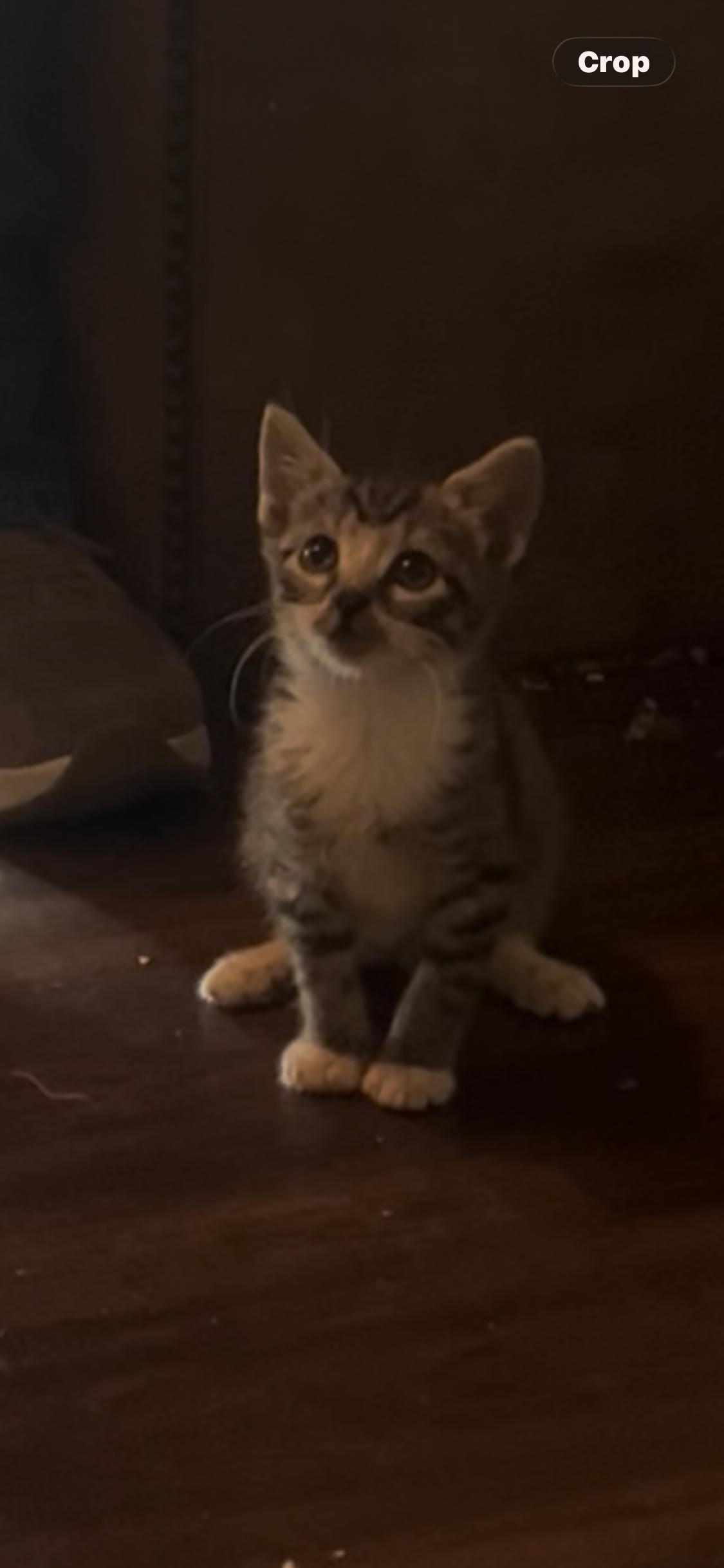 Halo, adopted, Kitten Female Tabby.