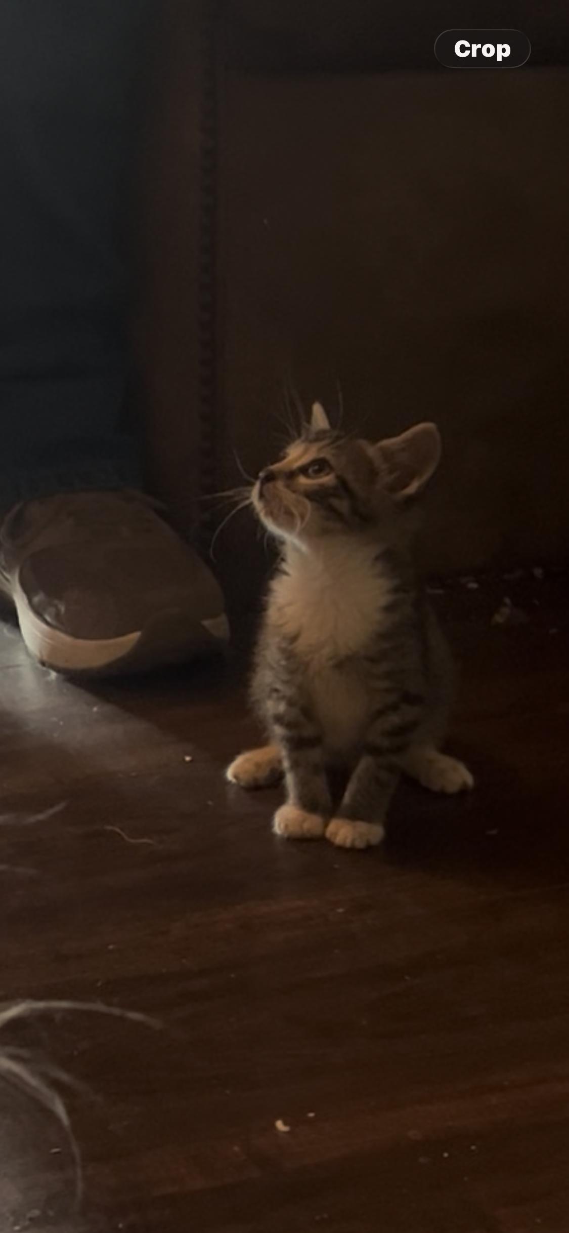 Halo, an adopted Tabby in Newark valley, NY image 2/5