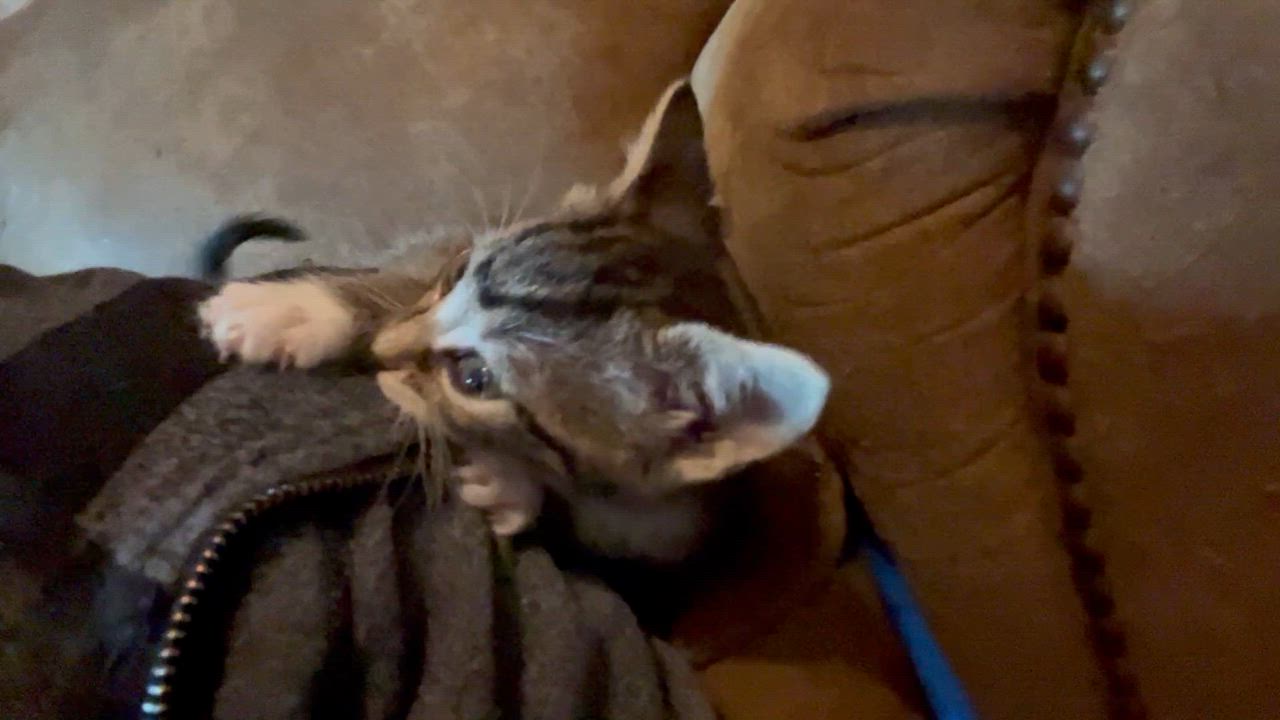 Enlarge Halo, an adopted Tabby in Newark valley, NY video 5/5