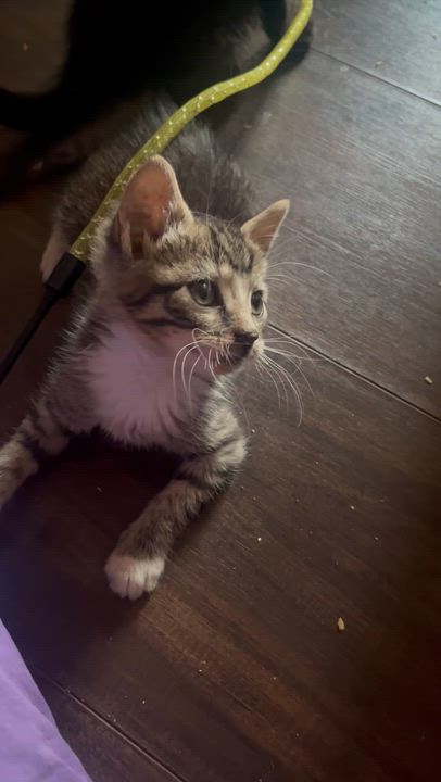 Enlarge Halo, an adopted Tabby in Newark valley, NY video 3/5