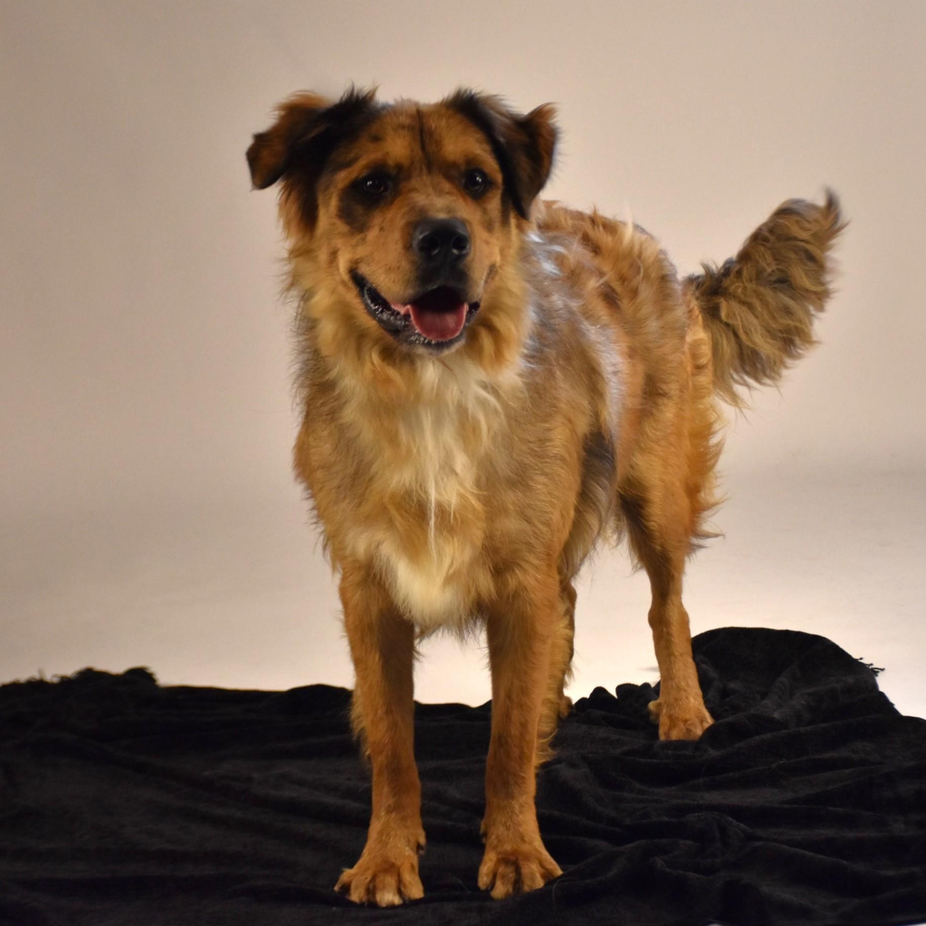 Nash - I'm local!, an adopted mixed breed in Cumberland, RI image 5/6
