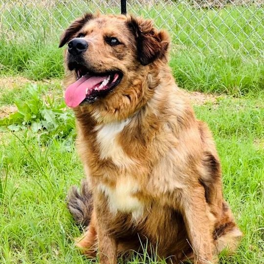 Nash - I'm local!, an adopted mixed breed in Cumberland, RI image 4/6