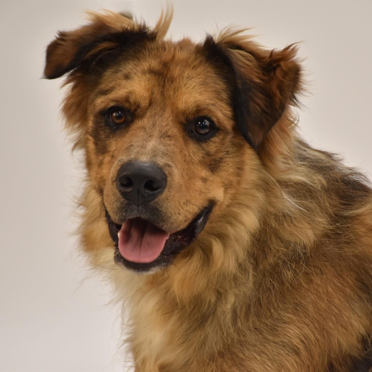 Nash - I'm local!, an adopted mixed breed in Cumberland, RI image 3/6