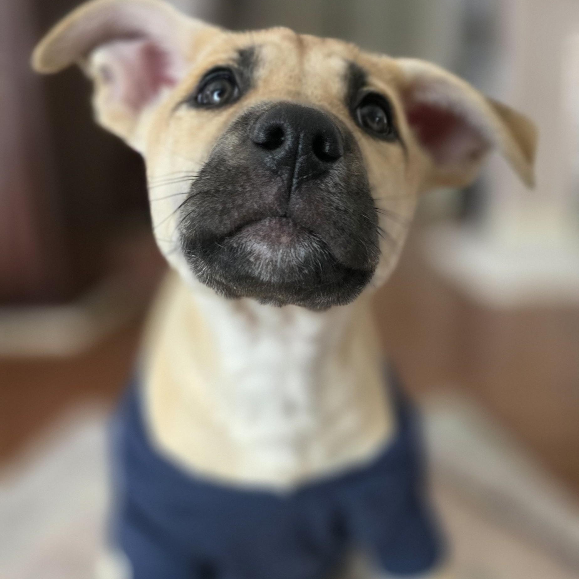 Twin — thumbnail 2