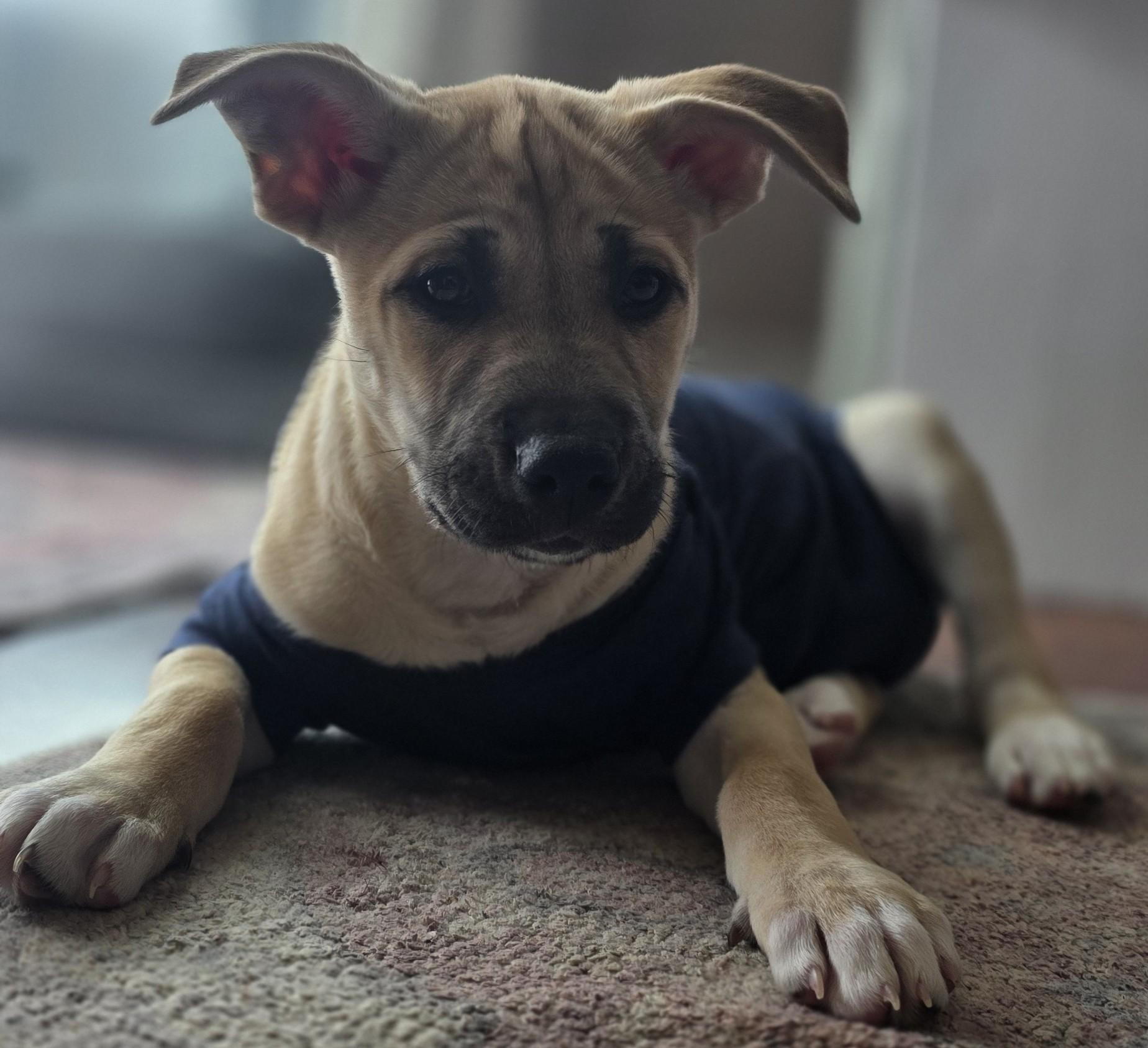 Twin — thumbnail 3