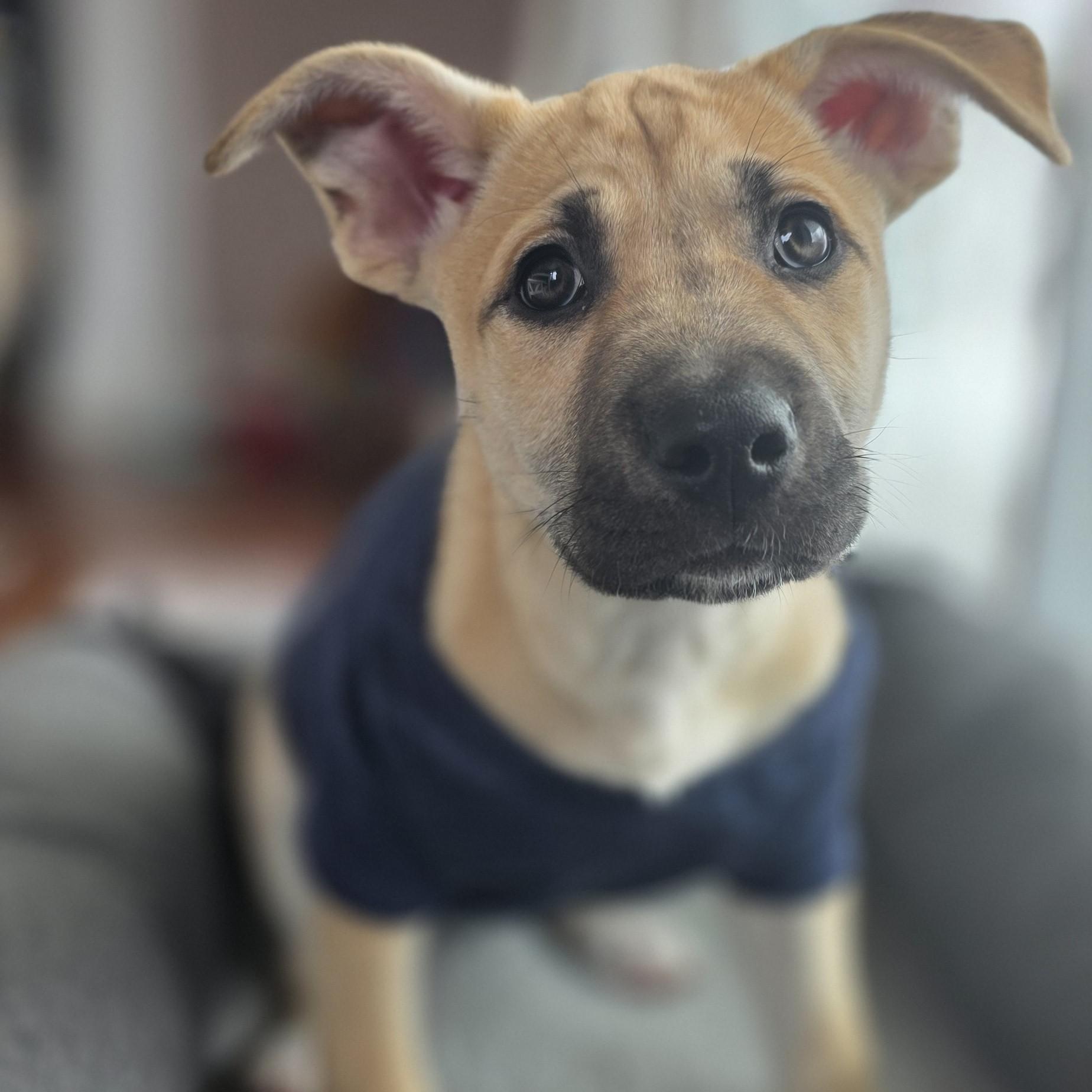 Twin — thumbnail 4