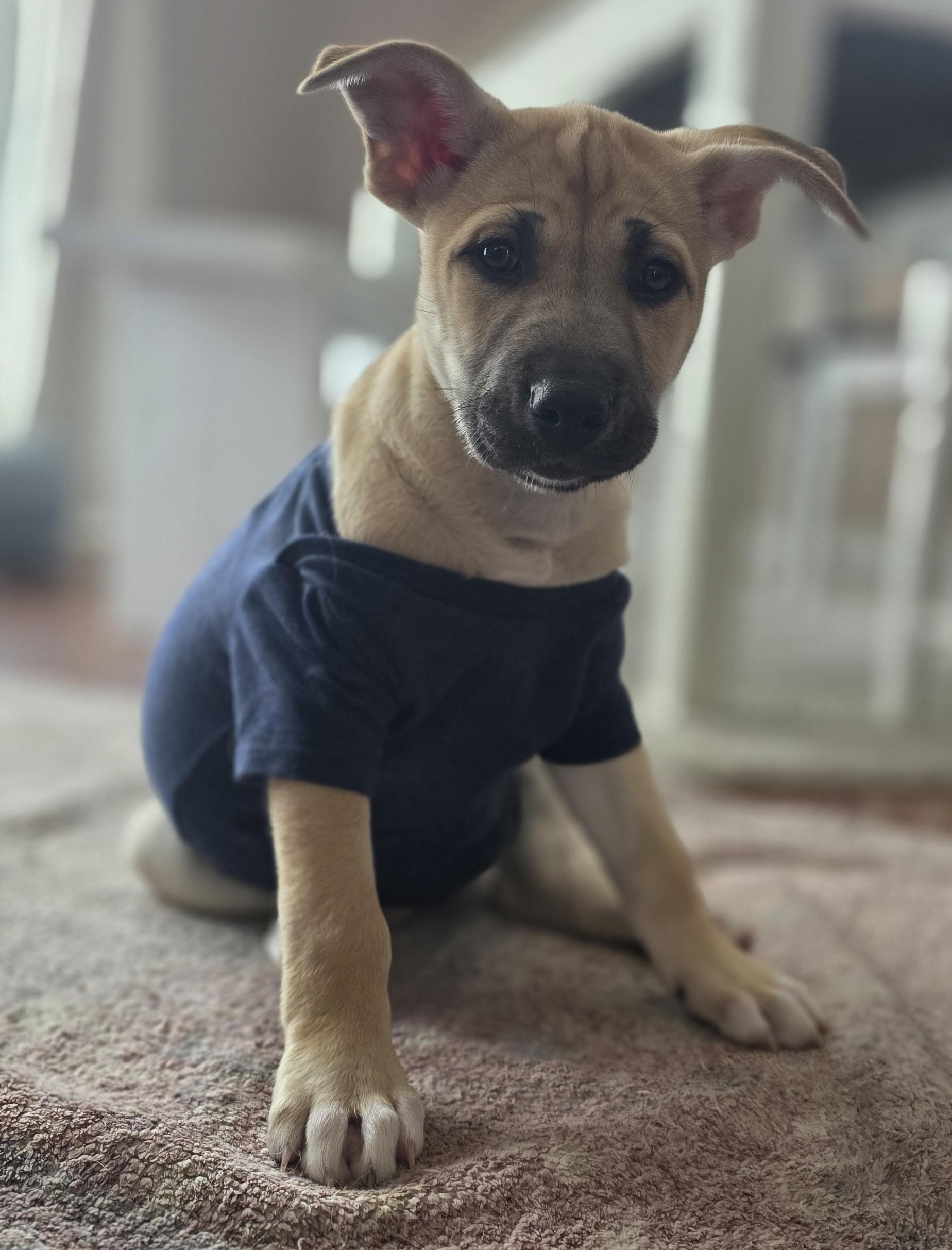 Twin — thumbnail 5