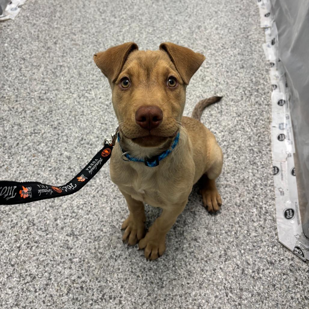 Enlarge Timber, a Adoptable Mixed Breed in Saskatoon, SK image 1/4