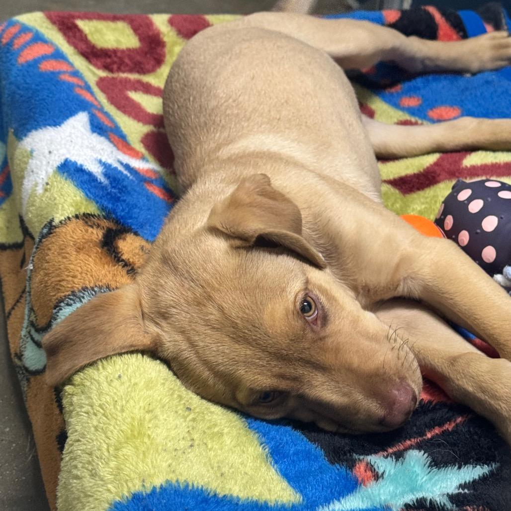Enlarge Timber, a Adoptable Mixed Breed in Saskatoon, SK image 2/4
