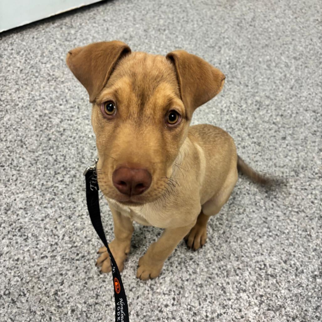 Enlarge Timber, a Adoptable Mixed Breed in Saskatoon, SK image 3/4