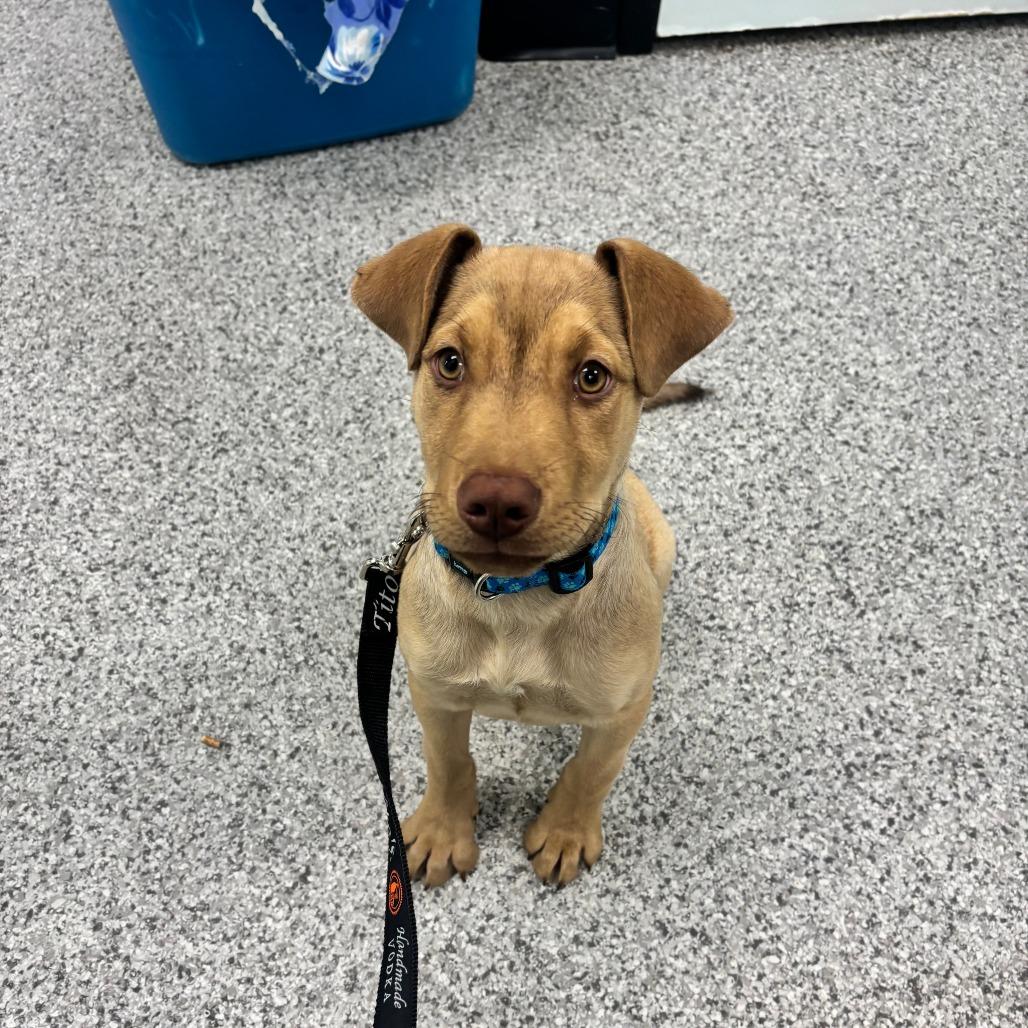 Enlarge Timber, a Adoptable Mixed Breed in Saskatoon, SK image 4/4