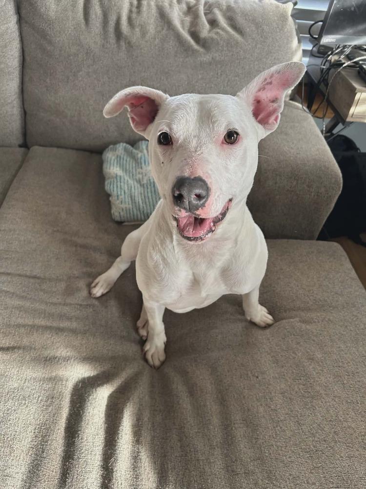 Pandora, Adoptable, Young Female Terrier.