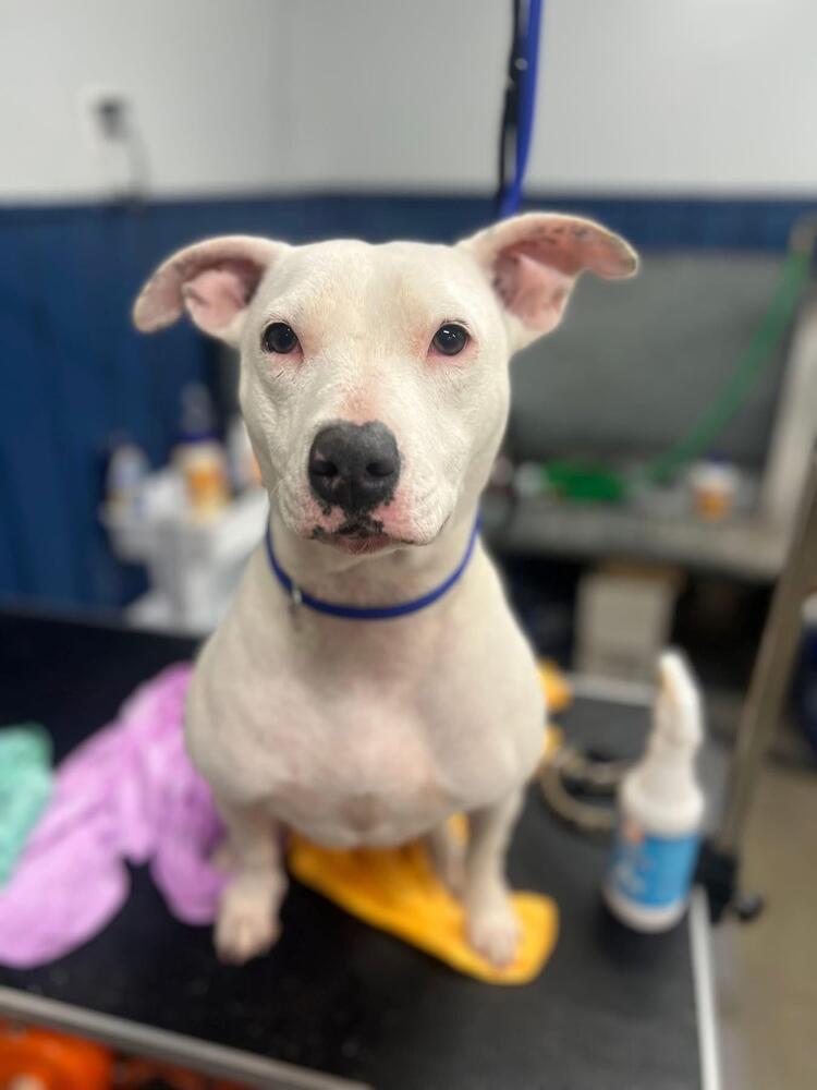 Pandora, a Adoptable Terrier in Grove City, OH image 2/5