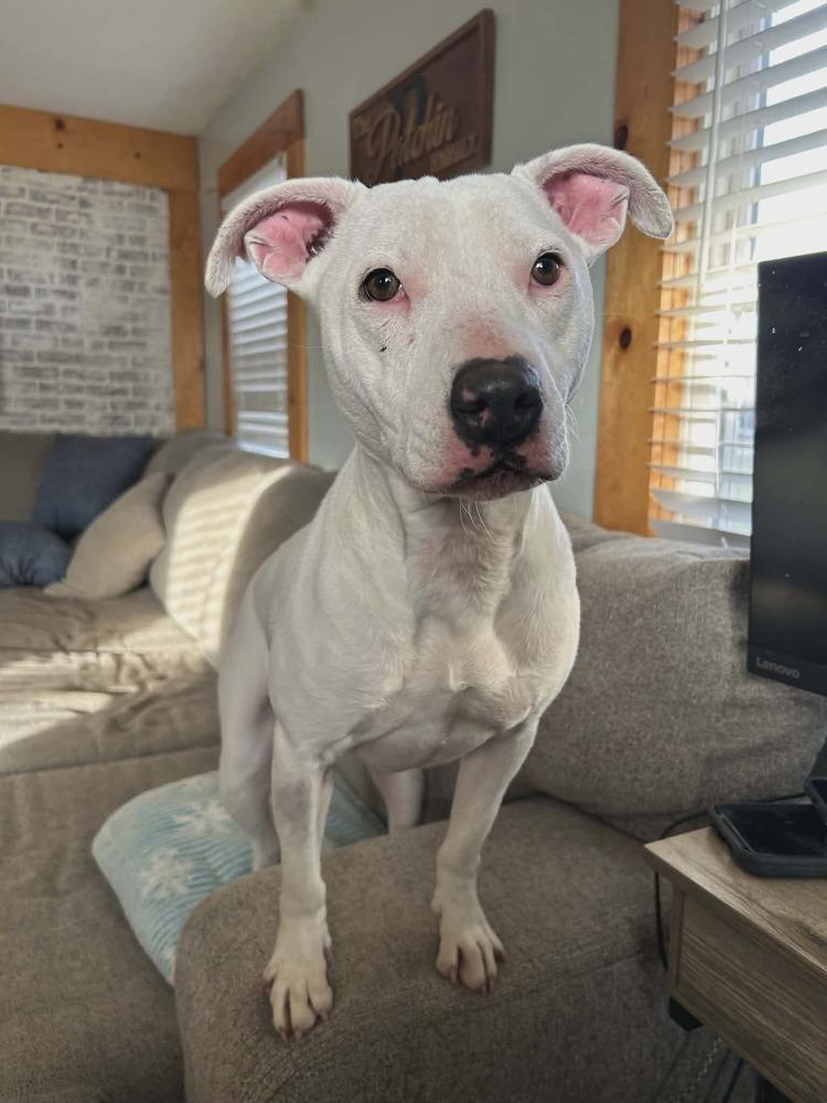 Pandora, a Adoptable Terrier in Grove City, OH image 3/5